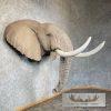 African Elephant Replica Taxidermy Shoulder Mount For Sale - Image 4