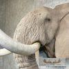 African Elephant Replica Taxidermy Shoulder Mount For Sale - Image 6