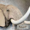 African Elephant Replica Taxidermy Shoulder Mount For Sale - Image 7
