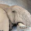 African Elephant Replica Taxidermy Shoulder Mount For Sale - Image 8