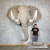 African Elephant Replica Taxidermy Shoulder Mount For Sale - Image 2