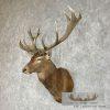 Red Deer Stag Taxidermy Shoulder Mount For Sale - Image 3