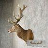 Red Deer Stag Taxidermy Shoulder Mount For Sale - Image 4