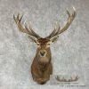 Red Deer Stag Taxidermy Shoulder Mount For Sale - Image 2
