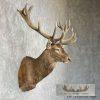 Red Deer Stag Taxidermy Shoulder Mount For Sale - Image 5