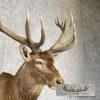 Red Deer Stag Taxidermy Shoulder Mount For Sale - Image 6