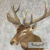 Red Deer Stag Taxidermy Shoulder Mount For Sale - Image 7