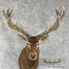 Red Deer Stag Taxidermy Shoulder Mount For Sale - Image 8