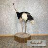 Ostrich Life-Size Taxidermy Mount For Sale - Image 4