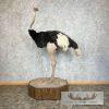 Ostrich Life-Size Taxidermy Mount For Sale - Image 3