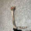 Ostrich Life-Size Taxidermy Mount For Sale - Image 14