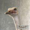 Ostrich Life-Size Taxidermy Mount For Sale - Image 12