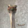 Ostrich Life-Size Taxidermy Mount For Sale - Image 13