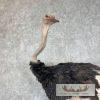 Ostrich Life-Size Taxidermy Mount For Sale - Image 11