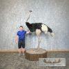 Ostrich Life-Size Taxidermy Mount For Sale - Image 2