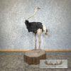 Ostrich Life-Size Taxidermy Mount For Sale - Image 5