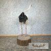 Ostrich Life-Size Taxidermy Mount For Sale - Image 6