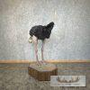 Ostrich Life-Size Taxidermy Mount For Sale - Image 7