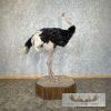 Ostrich Life-Size Taxidermy Mount For Sale - Image 8