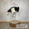 Ostrich Life-Size Taxidermy Mount For Sale - Image 9
