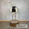 Ostrich Life-Size Taxidermy Mount For Sale - Image 10