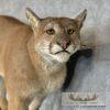 Mountain Lion (Cougar) Taxidermy Mount For Sale - Image 8