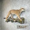 Mountain Lion (Cougar) Taxidermy Mount For Sale - Image 2