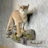 Mountain Lion (Cougar) Taxidermy Mount For Sale - Image 3