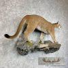 Mountain Lion (Cougar) Taxidermy Mount For Sale - Image 4