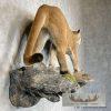 Mountain Lion (Cougar) Taxidermy Mount For Sale - Image 5