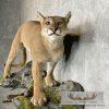 Mountain Lion (Cougar) Taxidermy Mount For Sale - Image 6
