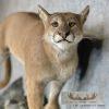 Mountain Lion (Cougar) Taxidermy Mount For Sale - Image 7