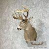 Whitetail Deer Shoulder Taxidermy Mount For Sale - Image 3