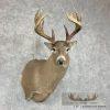 Whitetail Deer Shoulder Taxidermy Mount For Sale - Image 2