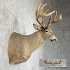 Whitetail Deer Shoulder Taxidermy Mount For Sale - Image 4
