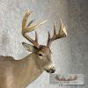 Whitetail Deer Shoulder Taxidermy Mount For Sale - Image 6