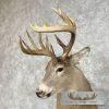 Whitetail Deer Shoulder Taxidermy Mount For Sale - Image 8