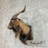 Catalina Goat Shoulder Taxidermy Mount For Sale - Image 3