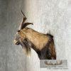 Catalina Goat Shoulder Taxidermy Mount For Sale - Image 5