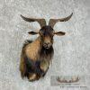 Catalina Goat Shoulder Taxidermy Mount For Sale - Image 2