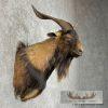 Catalina Goat Shoulder Taxidermy Mount For Sale - Image 4
