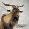 Catalina Goat Shoulder Taxidermy Mount For Sale - Image 6