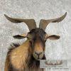 Catalina Goat Shoulder Taxidermy Mount For Sale - Image 8
