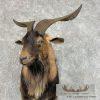 Catalina Goat Shoulder Taxidermy Mount For Sale - Image 7