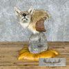 Coyote Shoulder Taxidermy Pedestal Mount For Sale - Image 9