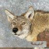 Coyote Shoulder Taxidermy Pedestal Mount For Sale - Image 2
