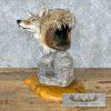 Coyote Shoulder Taxidermy Pedestal Mount For Sale - Image 3