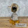 Coyote Shoulder Taxidermy Pedestal Mount For Sale - Image 4