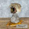 Coyote Shoulder Taxidermy Pedestal Mount For Sale - Image 5