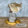 Coyote Shoulder Taxidermy Pedestal Mount For Sale - Image 6